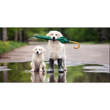 Dog With Umbrella Canvas Print Wall Painting