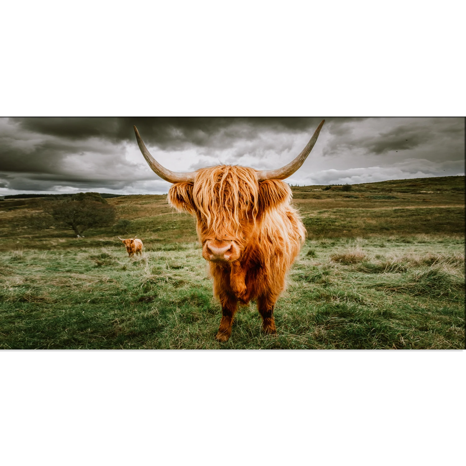 Highland Cattle With Scenic Animal Canvas Wall Painting